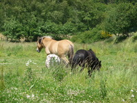 Bienvenue au poney club de Launath' !